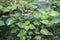 Coleus Amora Ayurvedic medicinal leaf plant