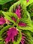 Coleus atropurpureus