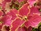 Coleus atropurpureus leaf plant