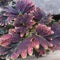 Coleus atropurpureus leaves