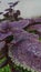 Coleus atropurpureus plant