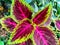 Coleus atropurpureus is a shrub with a height of up to 1.5 m and grows in a slightly moist or slightly watery environment