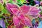 Coleus background. Coleus plant close up