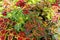 coleus blumei plant texture