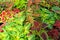 coleus blumei plant texture