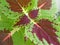 Coleus branch brown green plant, closeup, natural color