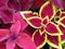 Coleus close-up, an ornamental and medicinal plant, a variety of flora.