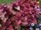 Coleus colorful plant