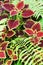 Coleus flower