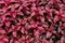 Coleus flower foliage background. Beautiful perspective of natural red coleus plant leaves in garden at summer sunny day