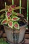 Coleus flower with red and green leaves in ceramic pot