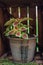 Coleus flower with red and green leaves in ceramic pot