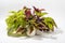 Coleus flowers close up. Different varieties on white background