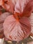 Coleus is a former genus of flowering plants. The beautiful water droplets on the leaf.