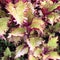 Coleus is a former genus of flowering plants in the family Lamiaceae.