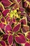 Coleus garden flower wallpaper