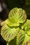 Coleus is a genus of annual or perennial herb or shrub,