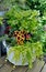 Coleus and Golden Creeping Jenny Planter