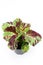 Coleus. Houseplant coleus in flowerpot isolated on white background. Coleus de blume Coleus blumei Benth. Floral pattern.