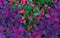 Coleus hybrid. Background with purple leaves of coleus. Flower design