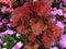 Coleus Indian Summer, Solenostemon hybrida \'Indian Summer\'