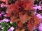 Coleus Indian Summer, Solenostemon hybrida \'Indian Summer\'