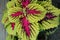 Coleus Kong Red Kakegawa CE14, Solenostemon hybrid