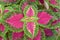 Coleus (lat. Coleus) âˆ’ a shrubby decorative deciduous plant with colorful bright leaves decorates the house.