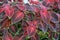 Coleus (lat. Coleus) âˆ’ a shrubby decorative deciduous plant with colorful bright leaves decorates the house.