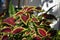 Coleus (lat. Coleus) âˆ’ a shrubby decorative deciduous plant with colorful bright leaves decorates the house.