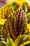 Coleus Leaf Closeup