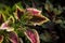 Coleus leaf texture. Nettle dyed. Coleus blumei, Plectranthus scutellarioides, Solenostemon scutellarioides. Close up background