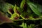 Coleus leaf texture. Nettle dyed. Coleus blumei, Plectranthus scutellarioides, Solenostemon scutellarioides. Close up background