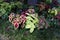 Coleus leaves.