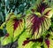 Coleus Leaves