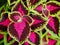 Coleus Leaves With Pink And Dark Purple Colouring