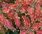 Coleus Leaves With Pink And Green Colouring