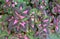 Coleus leaves, Plectranthus scutellarioides plant background