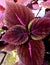 Coleus or Miana Maroon