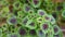 Coleus or miana plant leaves close up shot