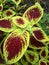 Coleus ornamental plant