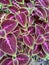 coleus ornamental plant