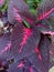 Coleus ornamental plant with beautiful leaf color