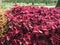 coleus (painted nettle) plant