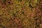 Coleus , Painted nettle. Solenostemon scutellarioides L.