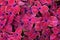 Coleus pink, black and green leaves decorative background close up, painted nettle plant, bright purple foliage texture