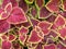 Coleus pink and green leaves decorative background close up, painted nettle flowering plant, bright purple foliage