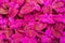 Coleus pink leaves decorative background close up, painted nettle flowering plant, bright purple foliage texture, abstract fuchsia