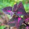 Coleus, pink plant on a natural background