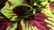 Coleus Plant